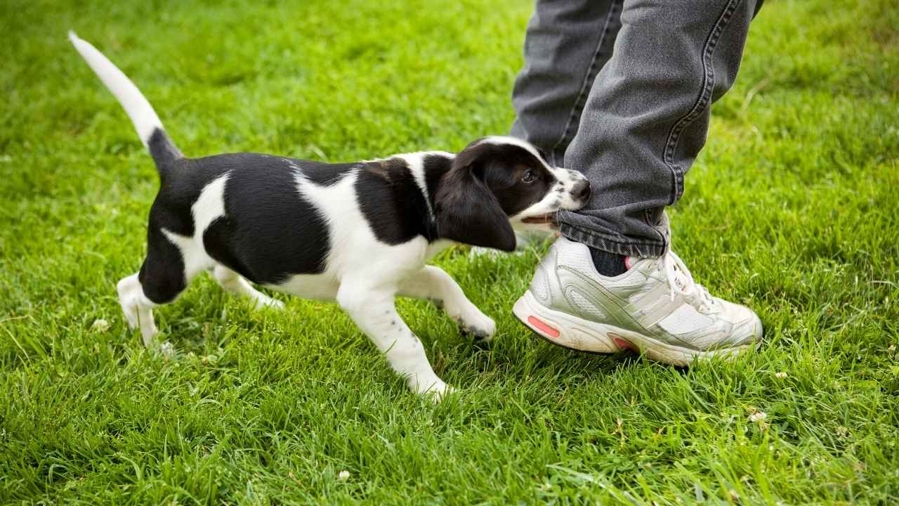Stratford Dog Bite Attorney