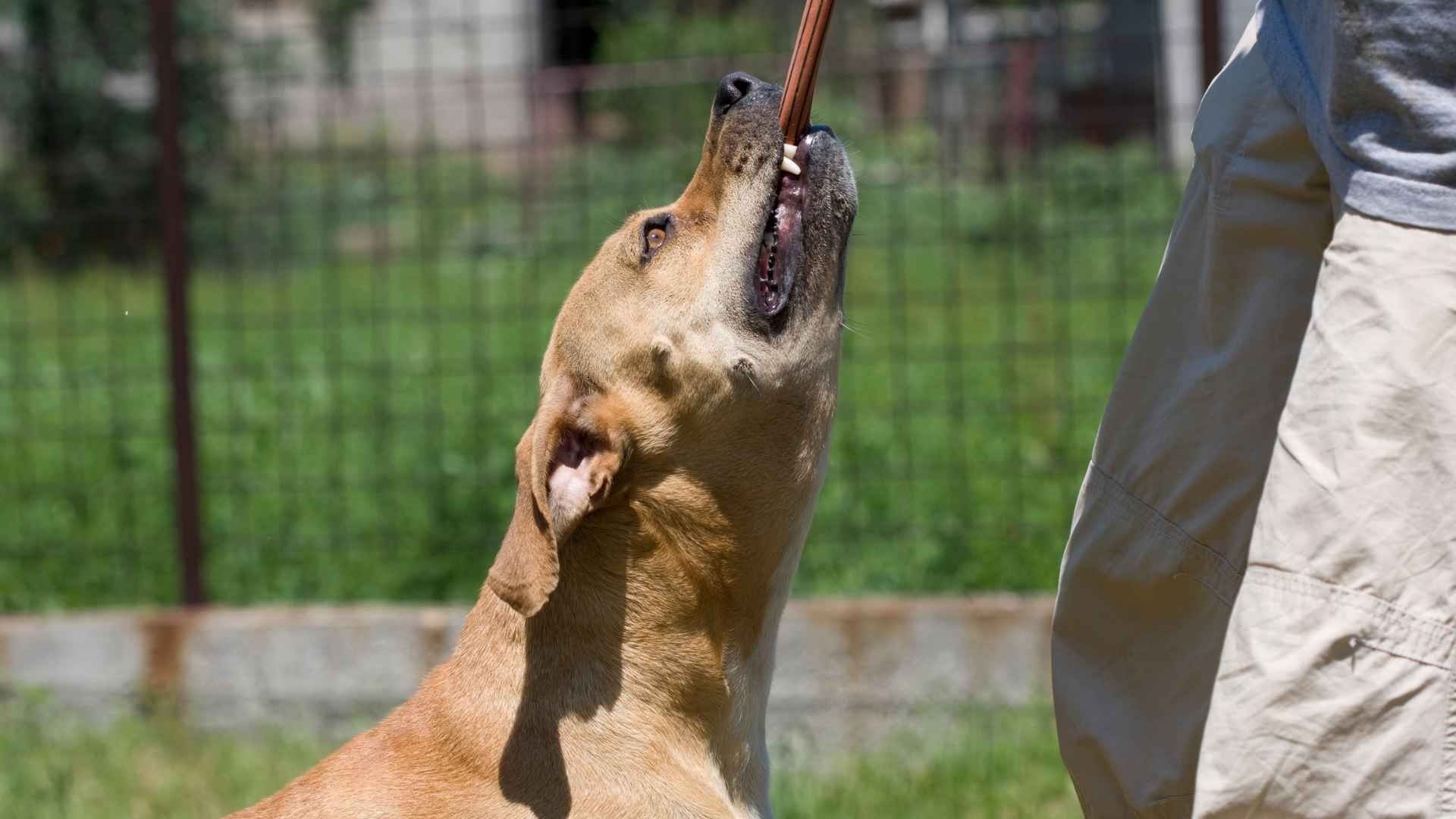 Southampton Dog Bite Attorney